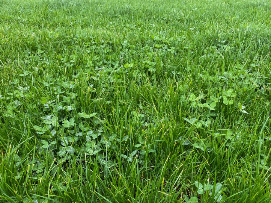 7 month old Three60 paddock